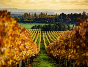 vineyard